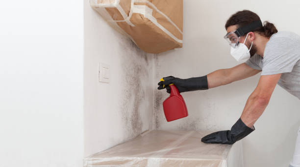 Professional Basement Mold Remediation technician working in Dalmatia, PA
