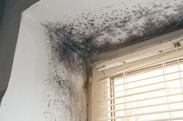 Affordable Basement Mold Remediation solutions in Dalmatia, PA