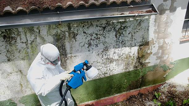 Top rated local Basement Mold Remediation specialists in Dalmatia, PA